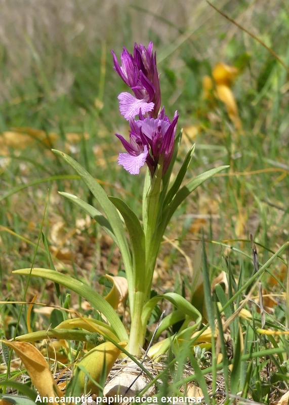 Andalusia: le orchidee e Grandi Pietre  marzo-aprile 2023.